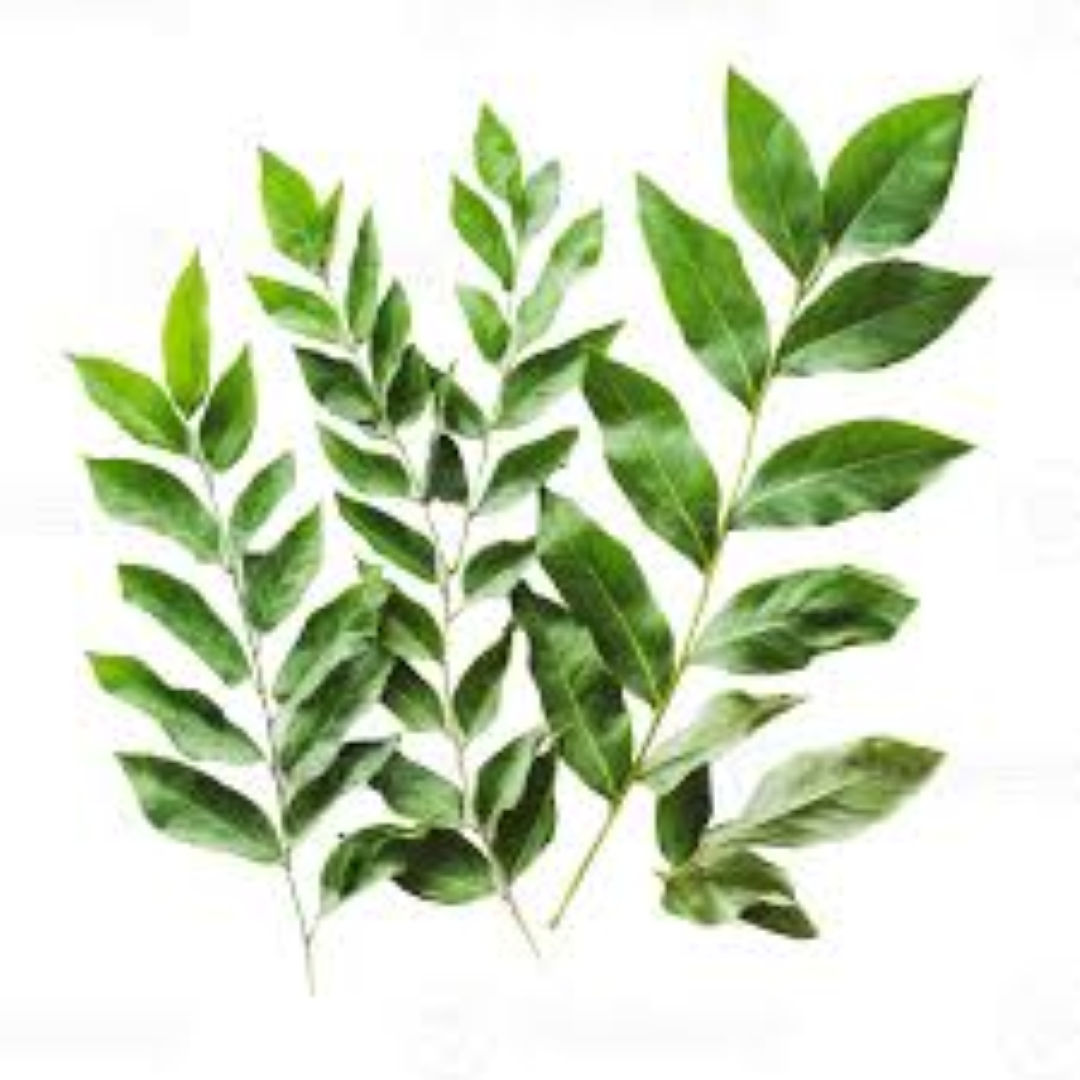 FRESH CURRY LEAVES